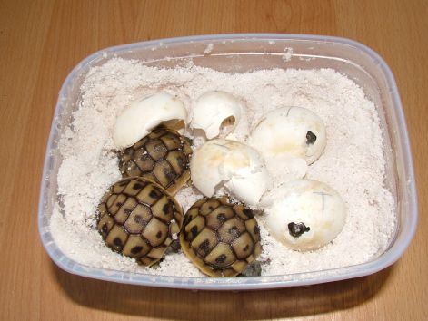 gorogteknosok_kelese.1.jpg gorogteknosok_kelese.1.jpg